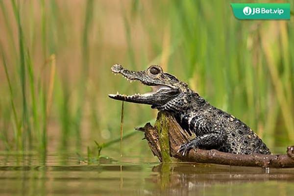 Mơ thấy cá sấu nên đánh con gì để đổi vận?